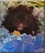 Smokey the Hamster