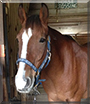 Reno the Mustang