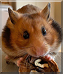 Peter the Hamster