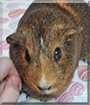 Whiskers the Guinea Pig
