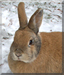 Linda the Rabbit