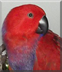 Rupee the Eclectus Parrot