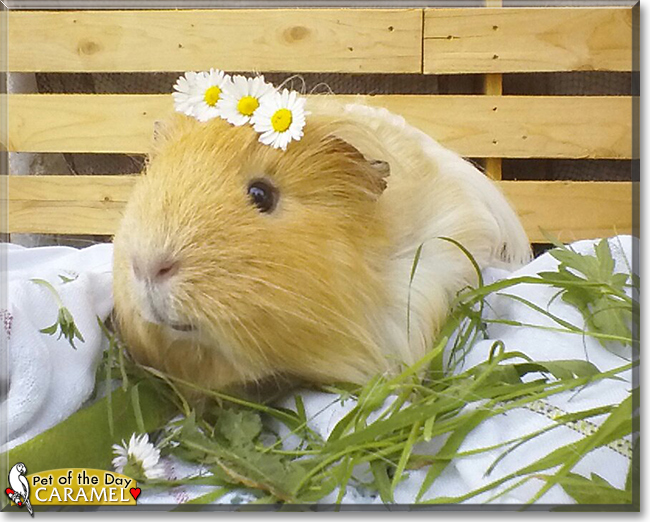 Caramel the Guinea Pig, the Pet of the Day