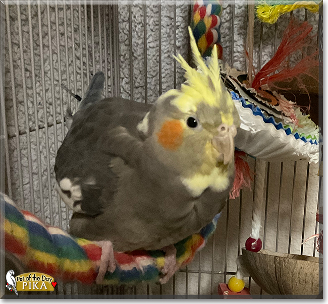 Pika the Cockatiel, the Pet of the Day