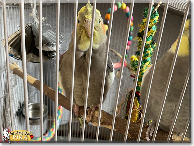 Pika the Cockatiel, the Pet of the Day