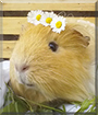 Caramel the Guinea Pig
