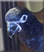 Malachi the Black Lory