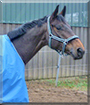 Rocky the Horse