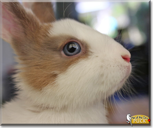 Puck the Rabbit, the Pet of the Day