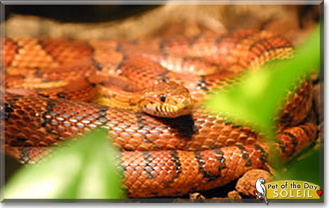 Soleil the Cornsnake, the Pet of the Day