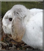 Skittles the Lop Rabbit