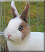 Puck the Rabbit