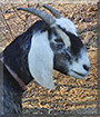 Princess the Nubian Goat