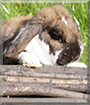 Madeleine the Dwarf Rabbit