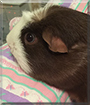 Coco the Guinea Pig