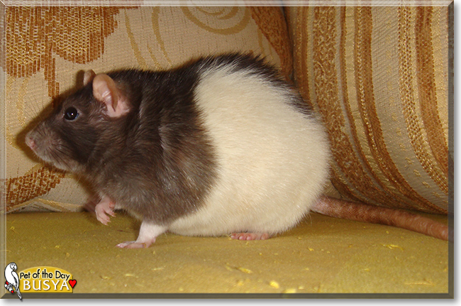Busya the Fancy Rat, the Pet of the Day