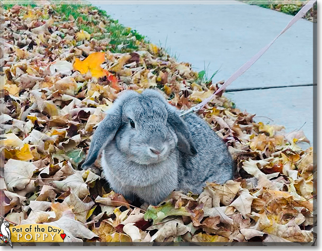 Poppy the Chinchilla Holland Lop Rabbit, the Pet of the Day