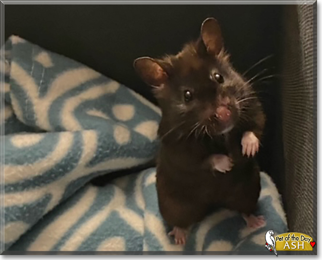 Ash the Syrian Hamster, the Pet of the Day