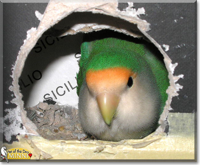 Minni the Peach-faced Lovebird, the Pet of the Day