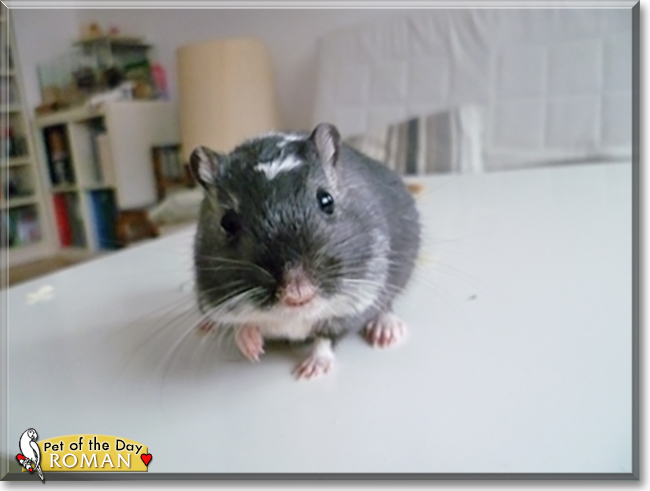 Roman the Gerbil, the Pet of the Day
