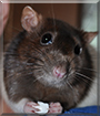 Busya the Fancy Rat