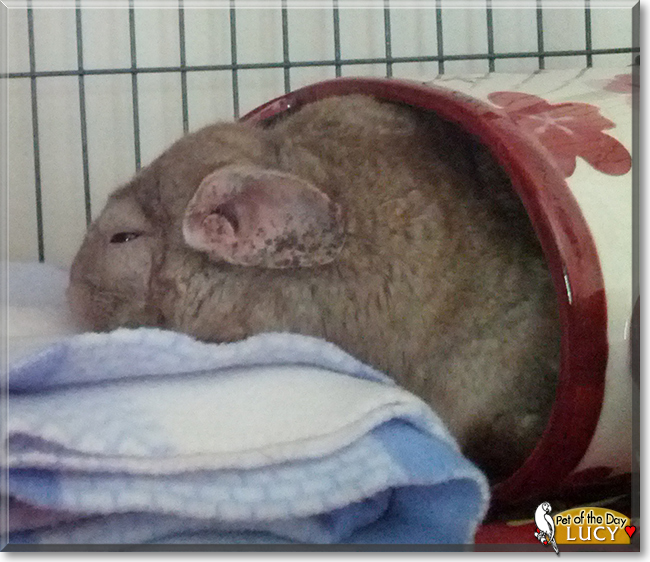 Lucy the Chinchilla, the Pet of the Day