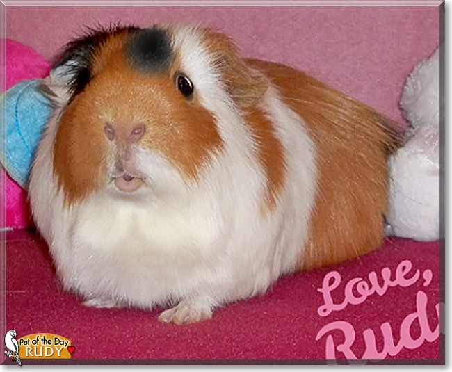 Rudy the Cavy, the Pet of the Day