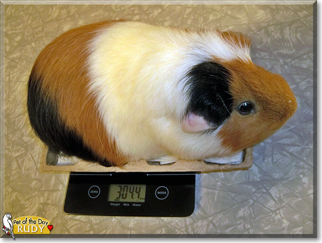 Rudy the Cavy, the Pet of the Day
