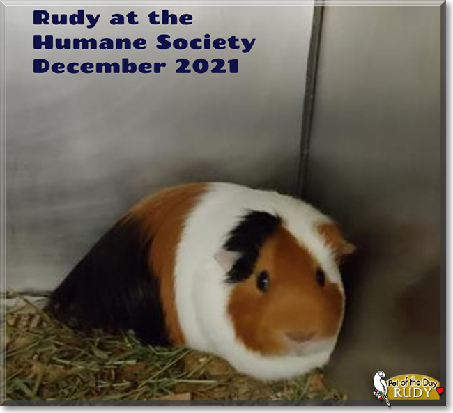 Rudy the Cavy, the Pet of the Day