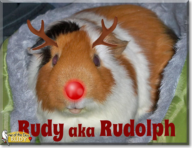 Rudy the Cavy, the Pet of the Day