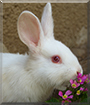 Dixie the Rabbit