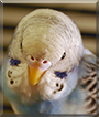 Sky the Budgerigar