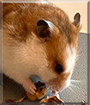 Sigurd the Golden Hamster