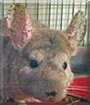 Lucy the Chinchilla