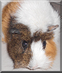 Lilo the Guinea Pig