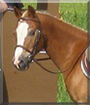 Teddy the Welsh Pony