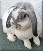 Stupsi the Lop Rabbit
