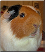 Rudy the Cavy