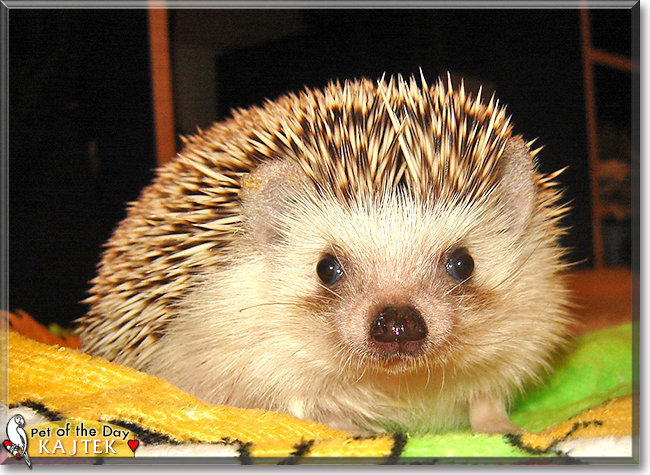 Kajtek the African Pygmy Hedgehog, the Pet of the Day