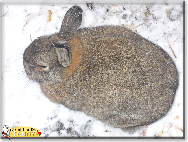 Fanny the Rabbit, the Pet of the Day