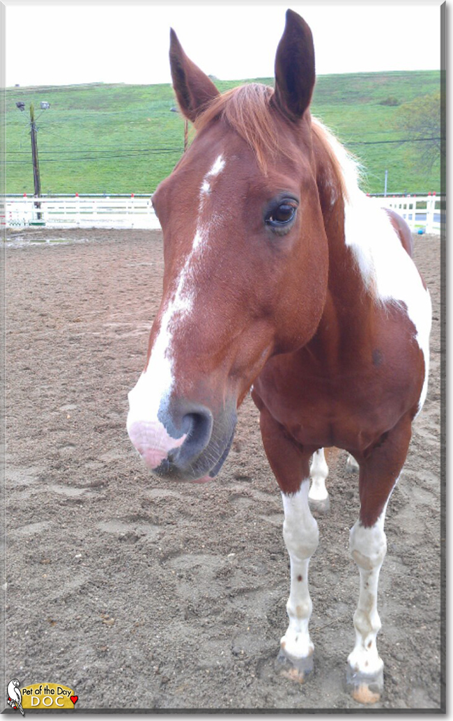Doc the Quarterhorse Paint, the Pet of the Day