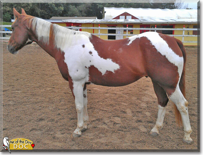 Doc the Quarterhorse Paint, the Pet of the Day