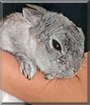 Fritzi the Dwarf mix Rabbit