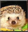 Kajtek the African Pygmy Hedgehog