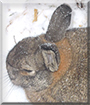 Fanny the Rabbit