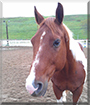 Doc the Quarterhorse Paint
