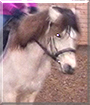 Lady the Conemara Pony