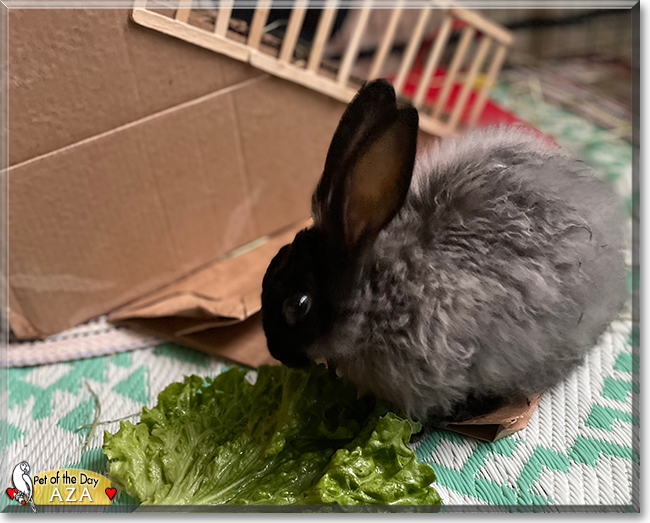 Aza the Dwarf Angora mix Rabbit, the Pet of the Day