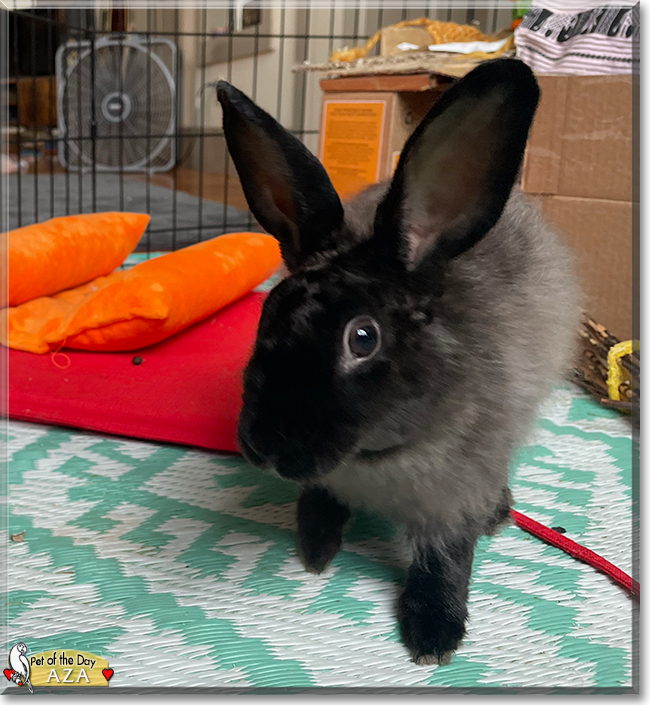 Aza the Dwarf Angora mix Rabbit, the Pet of the Day