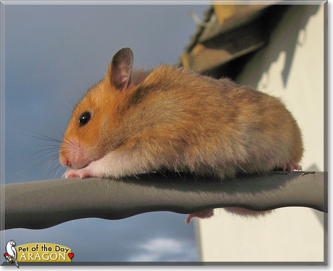 Aragorn the Hamster, the Pet of the Day